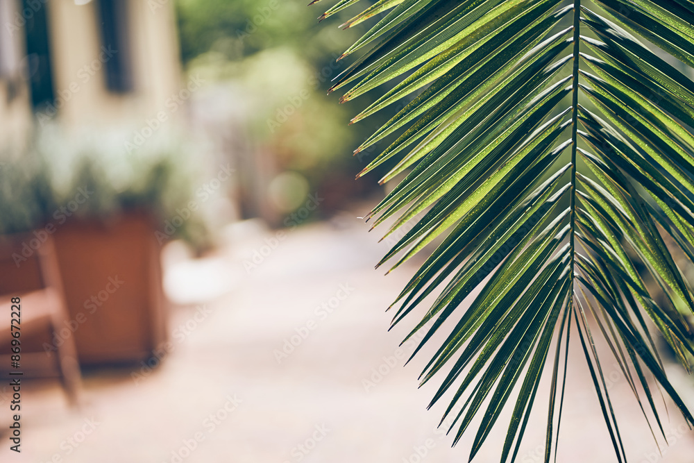 Fototapeta premium Part of a date palm plant on a blurred natural background. The foliage of a tropical plant that can be easily copied. A symbol of the absence of environmental pollution. High quality photo