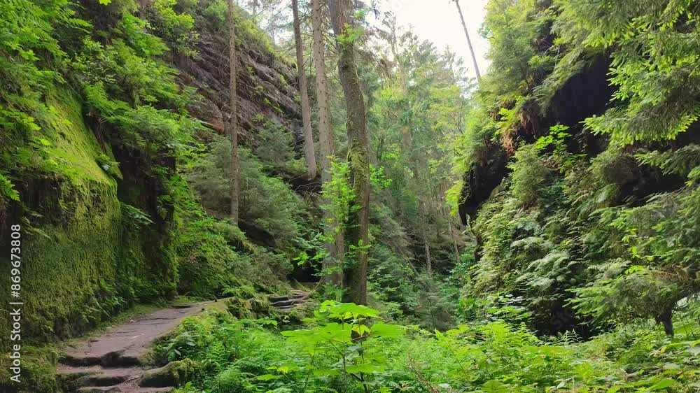 Hiking trail Devils Chamber, ancient forest, singing birds at sandstone rocks in the national park Saxon Switzerland, Stadt Wehlen, Saxony, Germany
