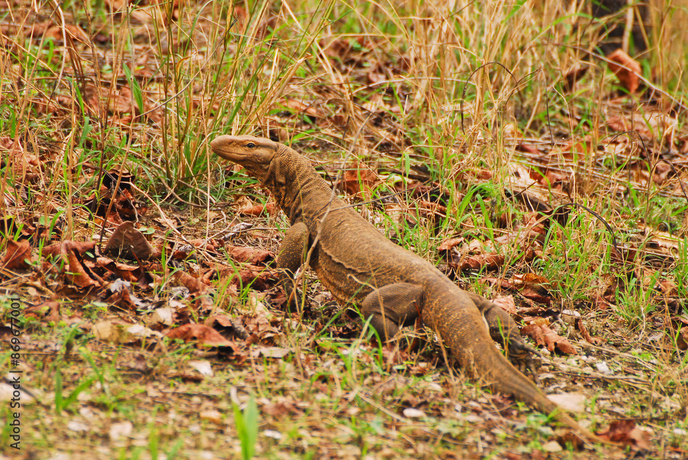 Indian Monitor Lizard prawling in the undergrowth at Kanha national park, India. Indian Monitor Lizard prawling in the undergrowth at Kanha national park, India.