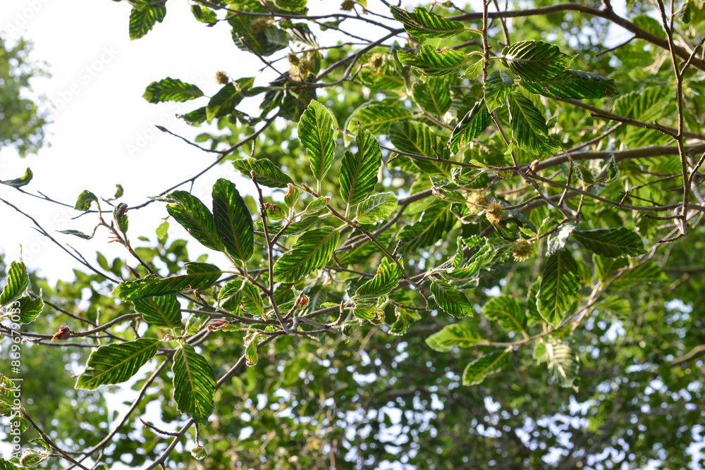 Beech leaf disease symptoms on European beech (Fagus sylvatica) in a park. Beech leaf disease causes striped leaves and cupped leaves and eventual tree death. Litylenchus crenatae nematode worm. Beech leaf disease symptoms on European beech (Fagus sylvatica) in a park. Beech leaf disease causes striped leaves and cupped leaves and eventual tree death. Litylenchus crenatae nematode worm.