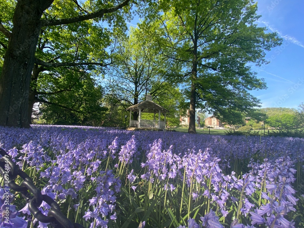 Naklejka premium A Purple Summer Awakens in the Wind