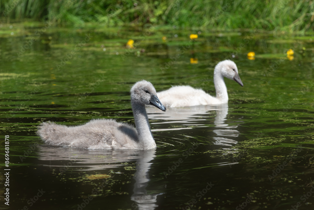Two mute swan (Cygnus olor) chicks, gray and white, swim on the pond Two mute swan (Cygnus olor) chicks, gray and white, swim on the pond