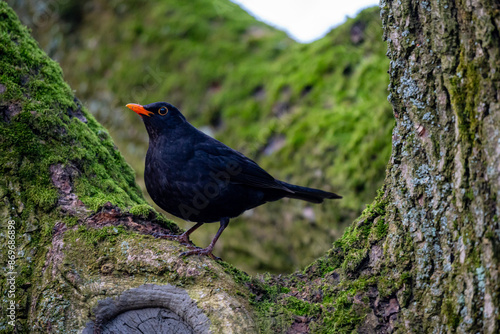 Common blackbird (male). Turdus merula. Eurasian blackbird.