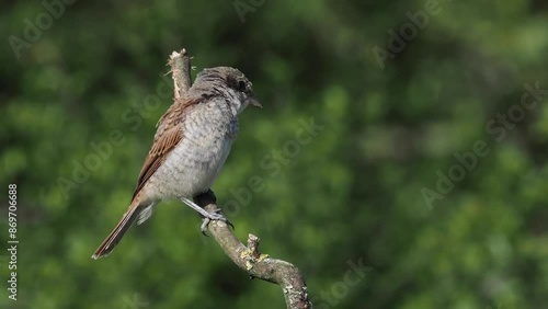 Neuntöter (Laius collurio)    photo