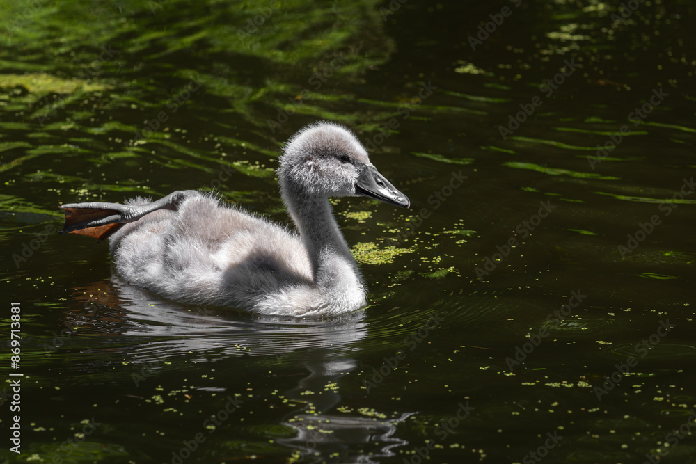 A mute swan (Cygnus olor) chick swim in a characteristic pose, raising one leg A mute swan (Cygnus olor) chick swim in a characteristic pose, raising one leg