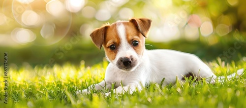 A smooth fox terrier puppy relaxing on the grass in a bright, high-key color edited image with copy space. photo