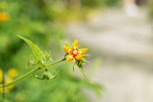 Loasa Acerifolia plant in Saint Gallen in Switzerland photo