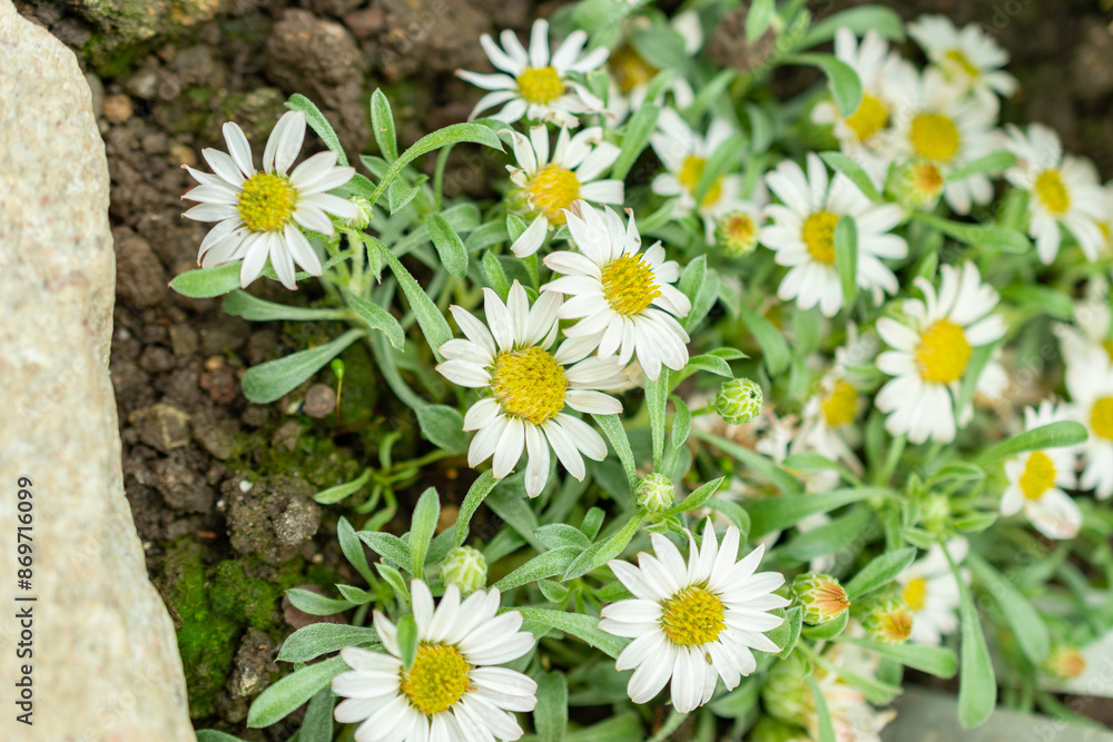 Obraz premium Townsendia Minima plant in Saint Gallen in Switzerland