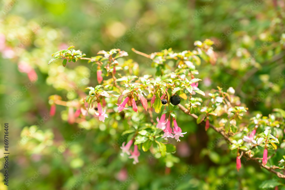 Small leaf fuchsia or Fuchsia Microphylla plant in Saint Gallen in Switzerland