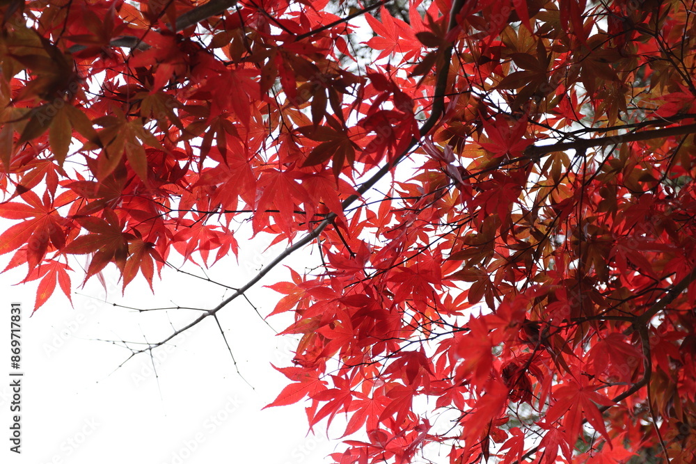 Red Maple Leafs Red Maple Leafs
