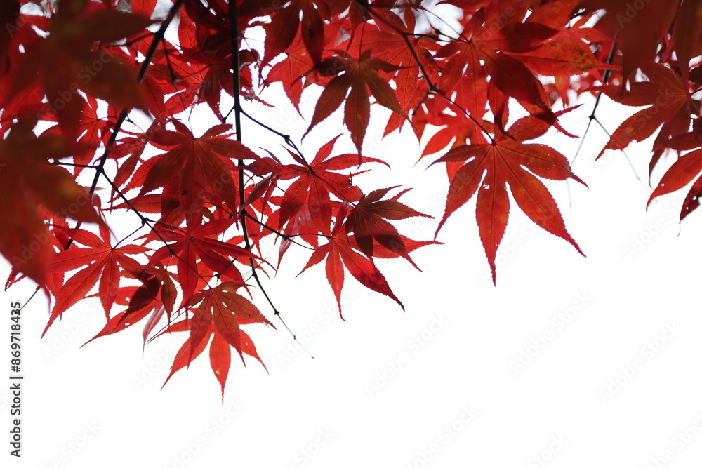 Red Maple Leafs Red Maple Leafs