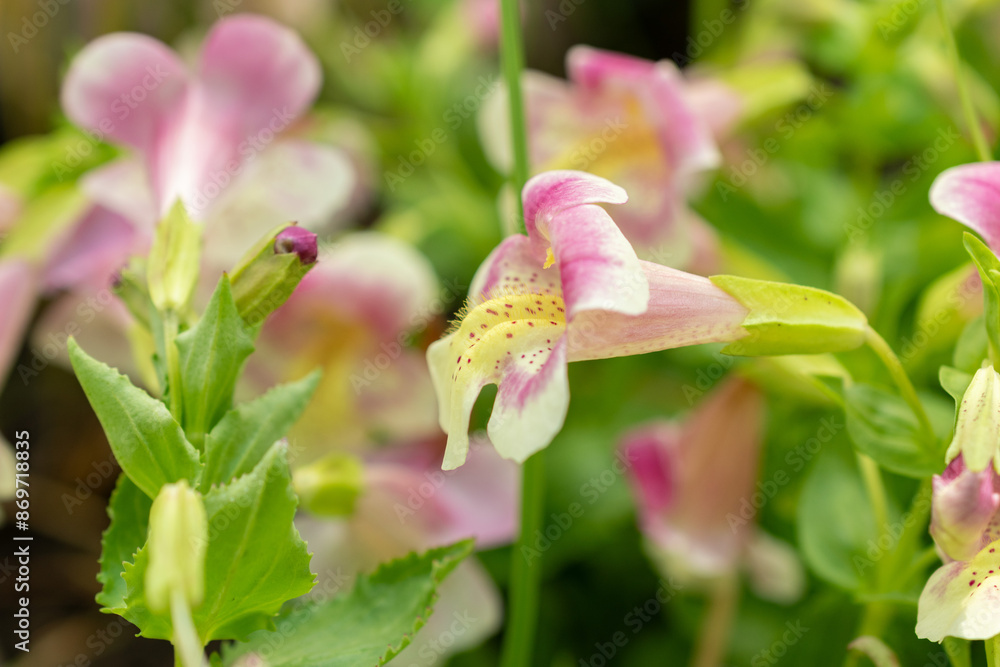 Obraz premium Mimulus Naiandinus plant in Saint Gallen in Switzerland