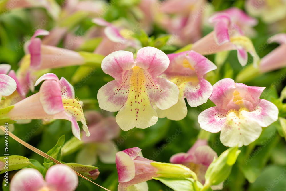Obraz premium Mimulus Naiandinus plant in Saint Gallen in Switzerland