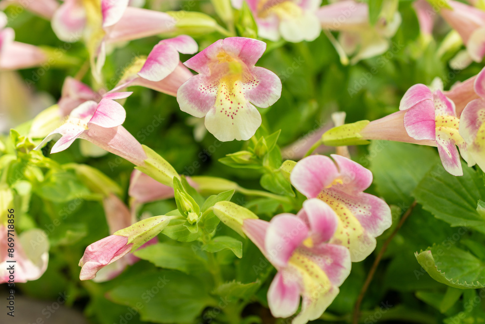 Obraz premium Mimulus Naiandinus plant in Saint Gallen in Switzerland