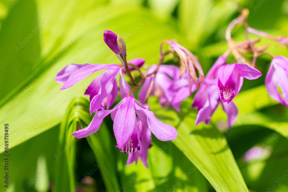 Hyacinth orchid or Bletilla Striata plant in Saint Gallen in Switzerland Hyacinth orchid or Bletilla Striata plant in Saint Gallen in Switzerland