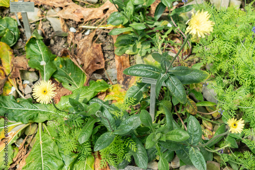 Smooth golden fleece or Urospermum Dalechampii plant in Saint Gallen in Switzerland photo