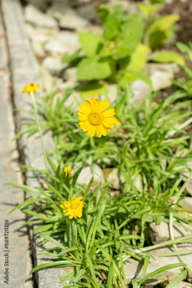 Hymenoxys Acaulis plant in Saint Gallen in Switzerland