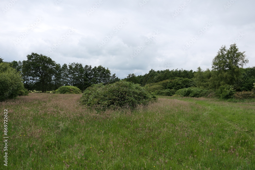 Fototapeta premium The photo shows a summer field with tall, lush grass swaying in the breeze. Scattered throughout the field are green shrubs, adding texture and depth to the landscape. 