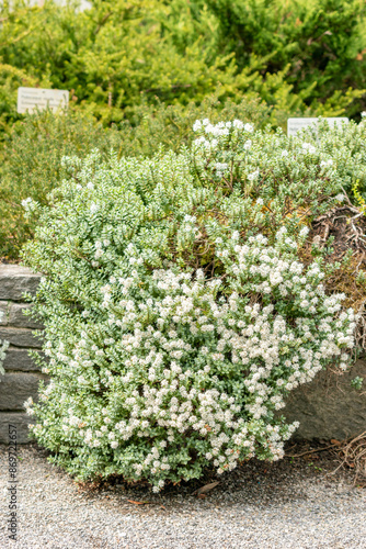 Disk leaved hebe or Hebe Pinguifolia plant in Saint Gallen in Switzerland photo