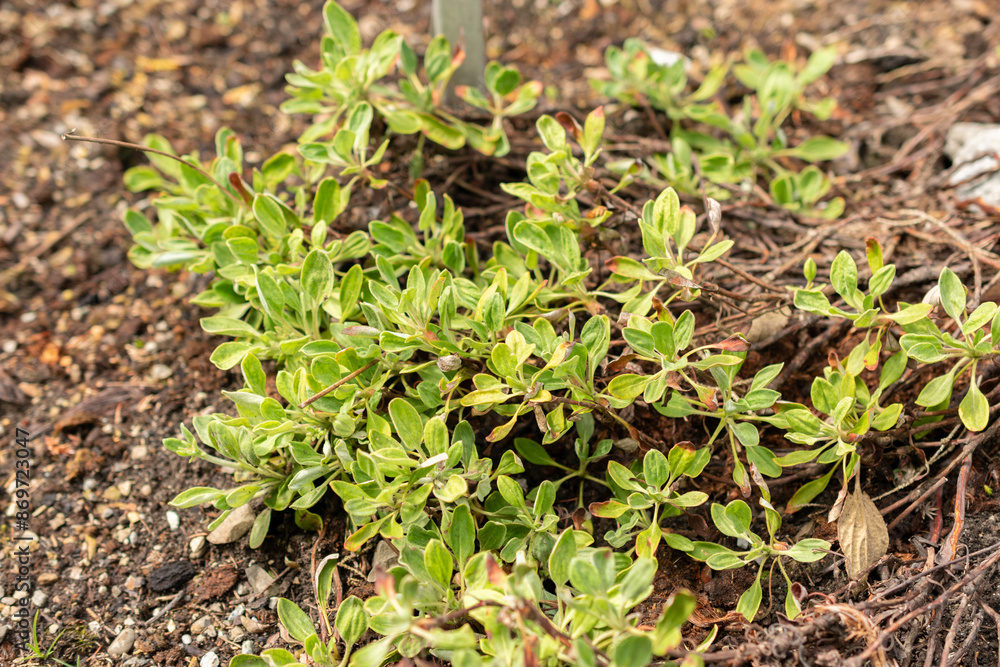 Eriogonum Flavum plant in Saint Gallen in Switzerland Eriogonum Flavum plant in Saint Gallen in Switzerland