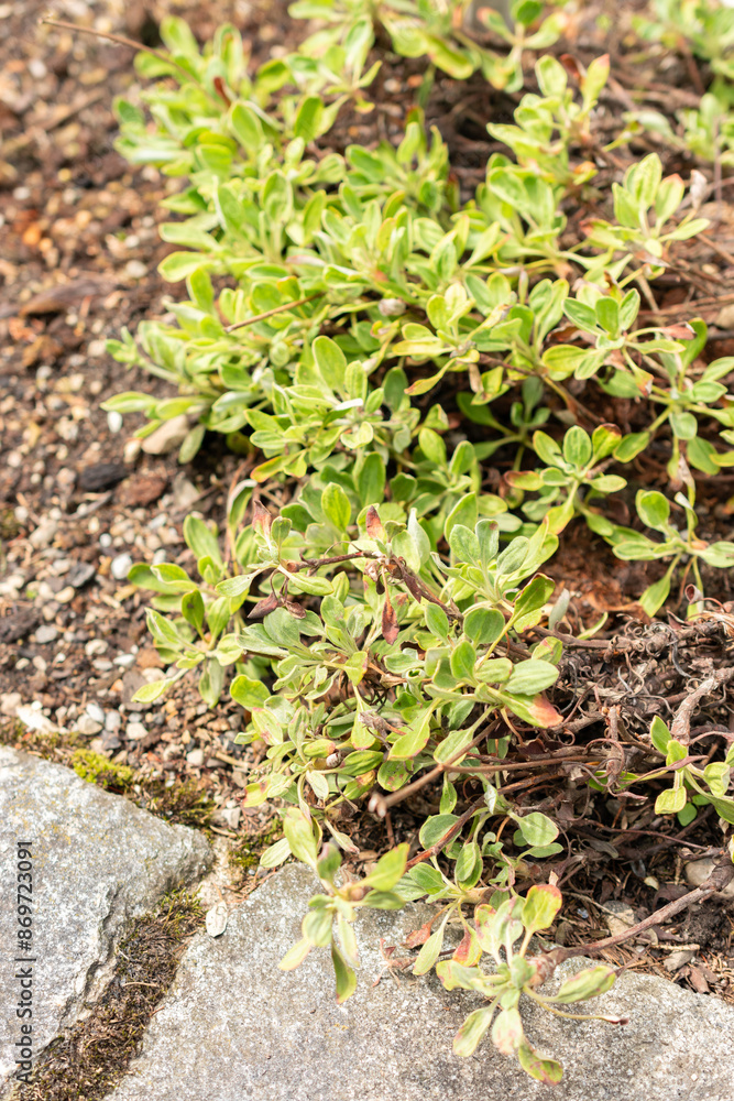 Eriogonum Flavum plant in Saint Gallen in Switzerland Eriogonum Flavum plant in Saint Gallen in Switzerland