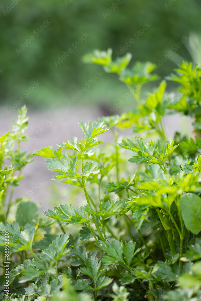 Parsley grows in the garden. Green leaves of parsley Parsley grows in the garden. Green leaves of parsley