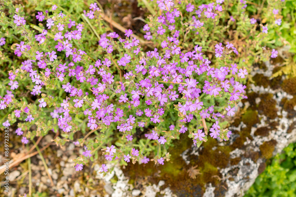 Obraz premium Alpine balsam or Erinus Alpinus plant in Saint Gallen in Switzerland