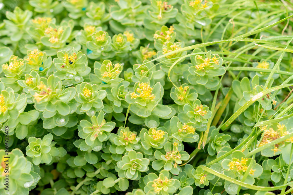 Rhodiola Rosea plant in Saint Gallen in Switzerland Rhodiola Rosea plant in Saint Gallen in Switzerland