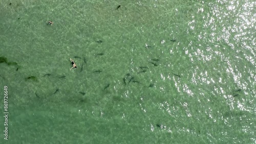 People swimming with sharks in the Pacific Ocean off La Jolla California with clear water and sandy beaches photo
