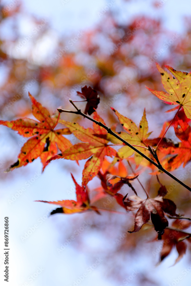 The group of red maple in November during the fall season. The group of red maple in November during the fall season.