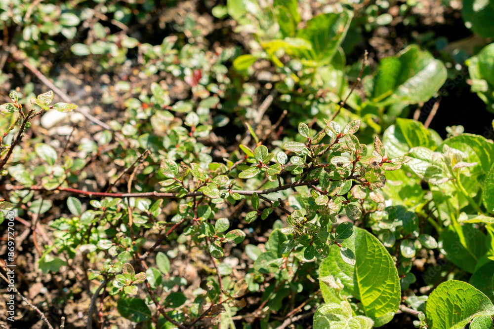 Obraz premium Salix Saxatilis plant in Saint Gallen in Switzerland