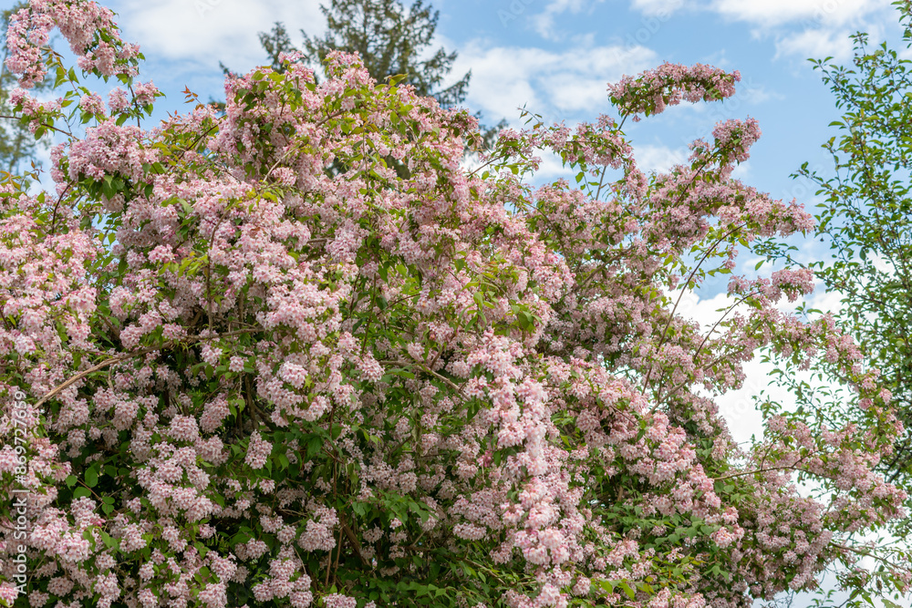 Beauty bush or Kolkwitzia Amabilis plant in Saint Gallen in Switzerland Beauty bush or Kolkwitzia Amabilis plant in Saint Gallen in Switzerland