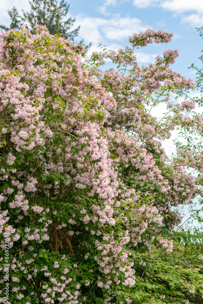 Beauty bush or Kolkwitzia Amabilis plant in Saint Gallen in Switzerland Beauty bush or Kolkwitzia Amabilis plant in Saint Gallen in Switzerland