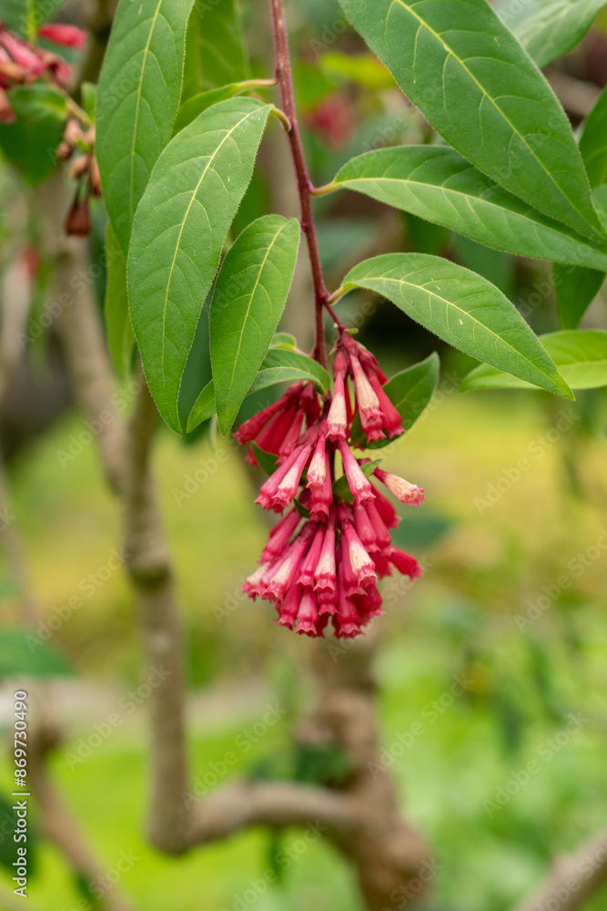 Purple cestrum or Cestrum Elegans plant in Saint Gallen in Switzerland Purple cestrum or Cestrum Elegans plant in Saint Gallen in Switzerland