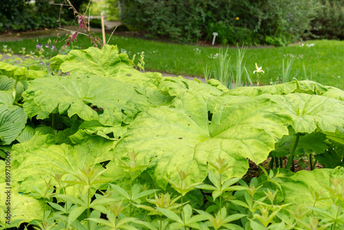 Astilboides Tabularis plant in Saint Gallen in Switzerland photo