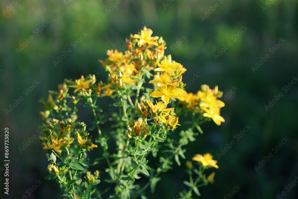 St. John's wort flowers are blooming. Healing properties of St. John's wort. St. John's wort flowers are blooming. Healing properties of St. John's wort.