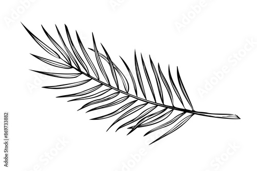 Palm leaf vector illustration in linear style. Outline Drawing of coconut tree branch painted by black inks on isolated background. Etching of exotic tropical plant for greeting cards or invitations.