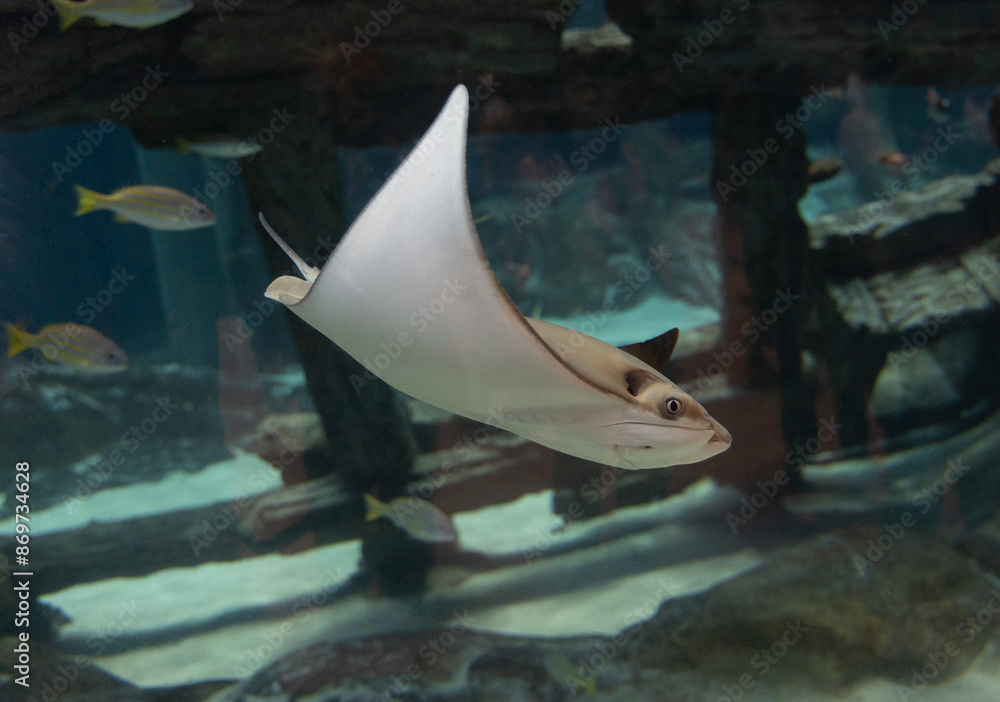Common stingray fish of the genus Rhinoptera commonly known as the cownose rays.