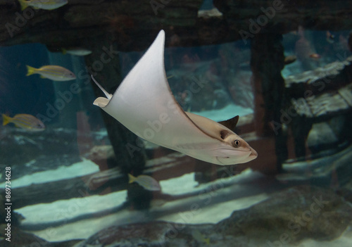 Obraz na płótnie Common stingray fish of the genus Rhinoptera commonly known as the cownose rays. w salonie