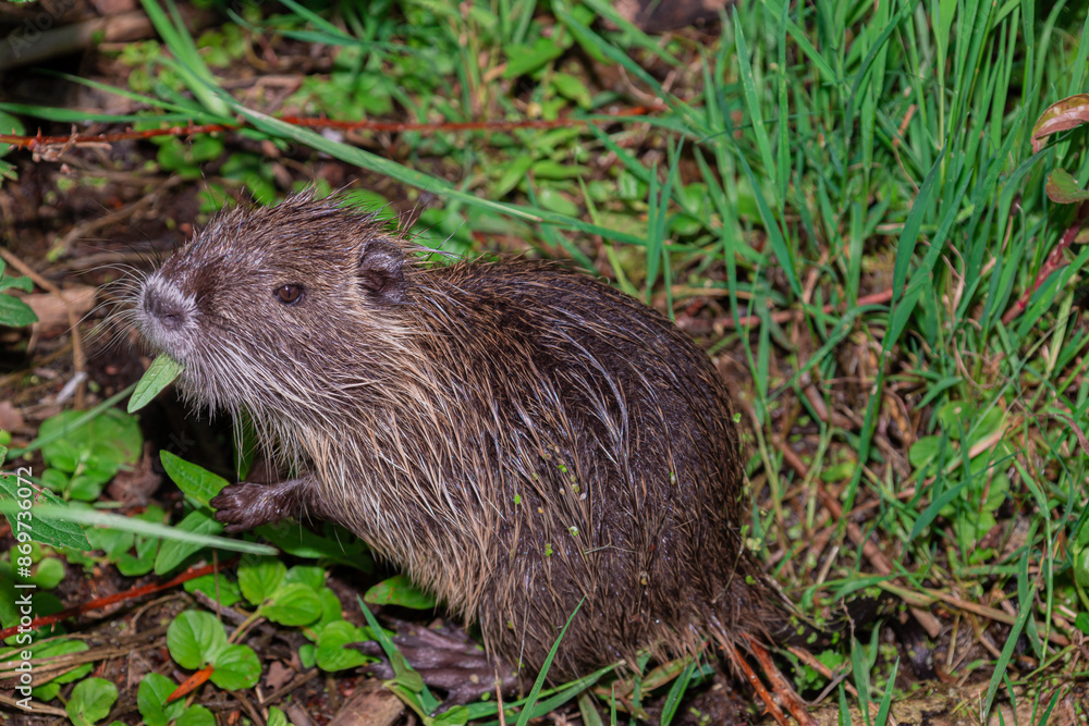River otter. Natural habitat. Young otter swimming, eating grass River otter. Natural habitat. Young otter swimming, eating grass