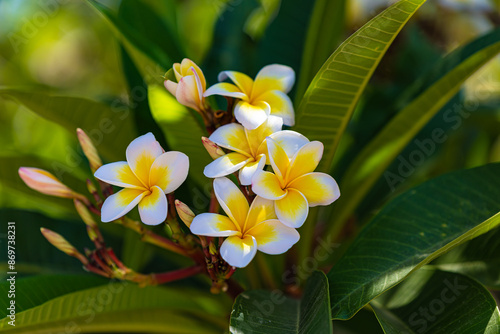 white yellow flowers on a branch