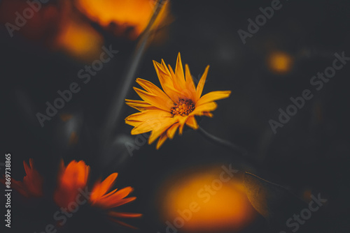 A beautiful orange calendula flower blooms among the grass in a field at twilight. This plant has medicinal properties.