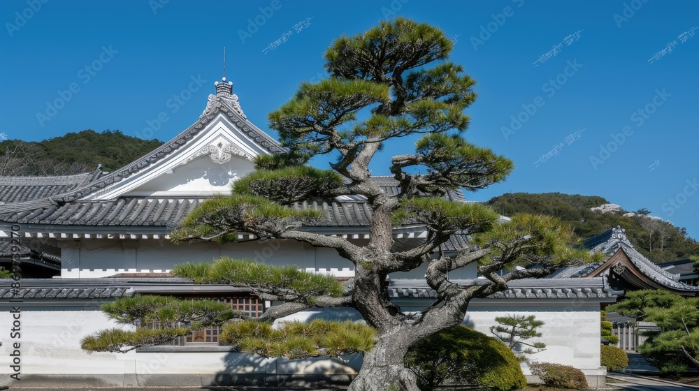 A serene Japanese garden courtyard with lush greenery, stone pathways, and towering pine trees A serene Japanese garden courtyard with lush greenery, stone pathways, and towering pine trees