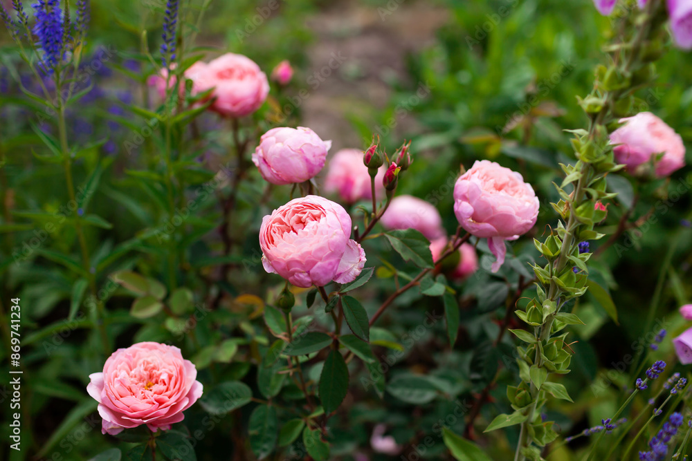 Pink The Alnwick rose blooming in summer garden. Bunch of double nostalgic flower grow on border. Austin selection Pink The Alnwick rose blooming in summer garden. Bunch of double nostalgic flower grow on border. Austin selection