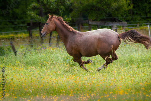 Pferd in Bewegung Serie