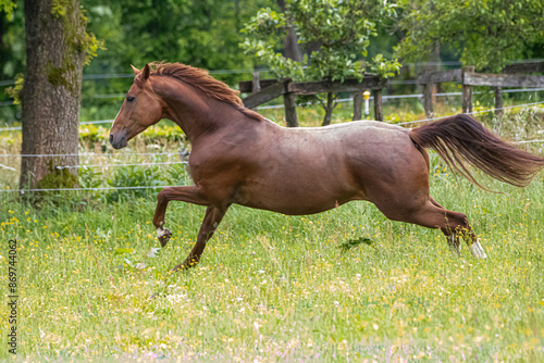 Pferd in Bewegung Serie