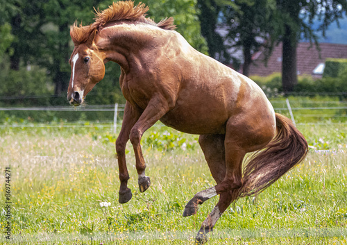 Pferd in Bewegung Serie