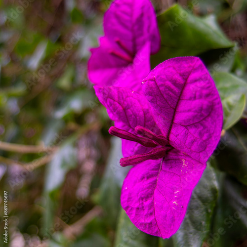 Colorful bougainvillea flowers closeup in natural, green foliage background.