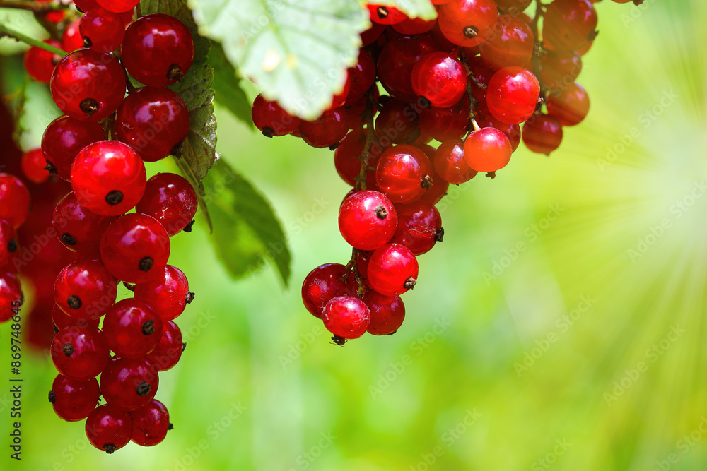 A branch of red currant. Currant, close-up of berries and leaves. Red currant on a bush in a private garden. close up A branch of red currant. Currant, close-up of berries and leaves. Red currant on a bush in a private garden. close up