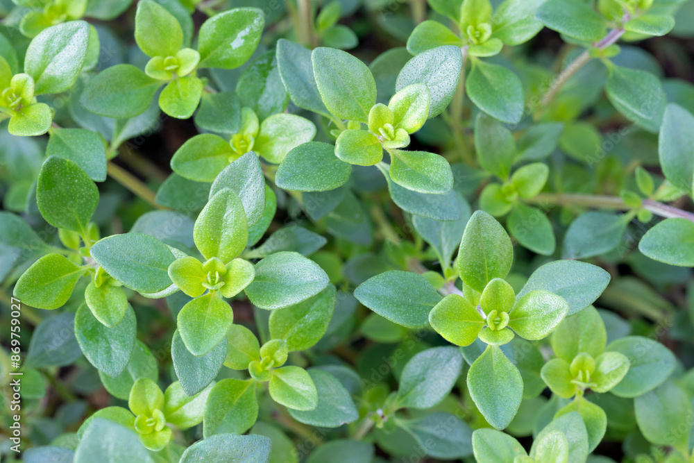 Lemon thyme (Thymus citriodorus) culinary herb plant Lemon thyme (Thymus citriodorus) culinary herb plant
